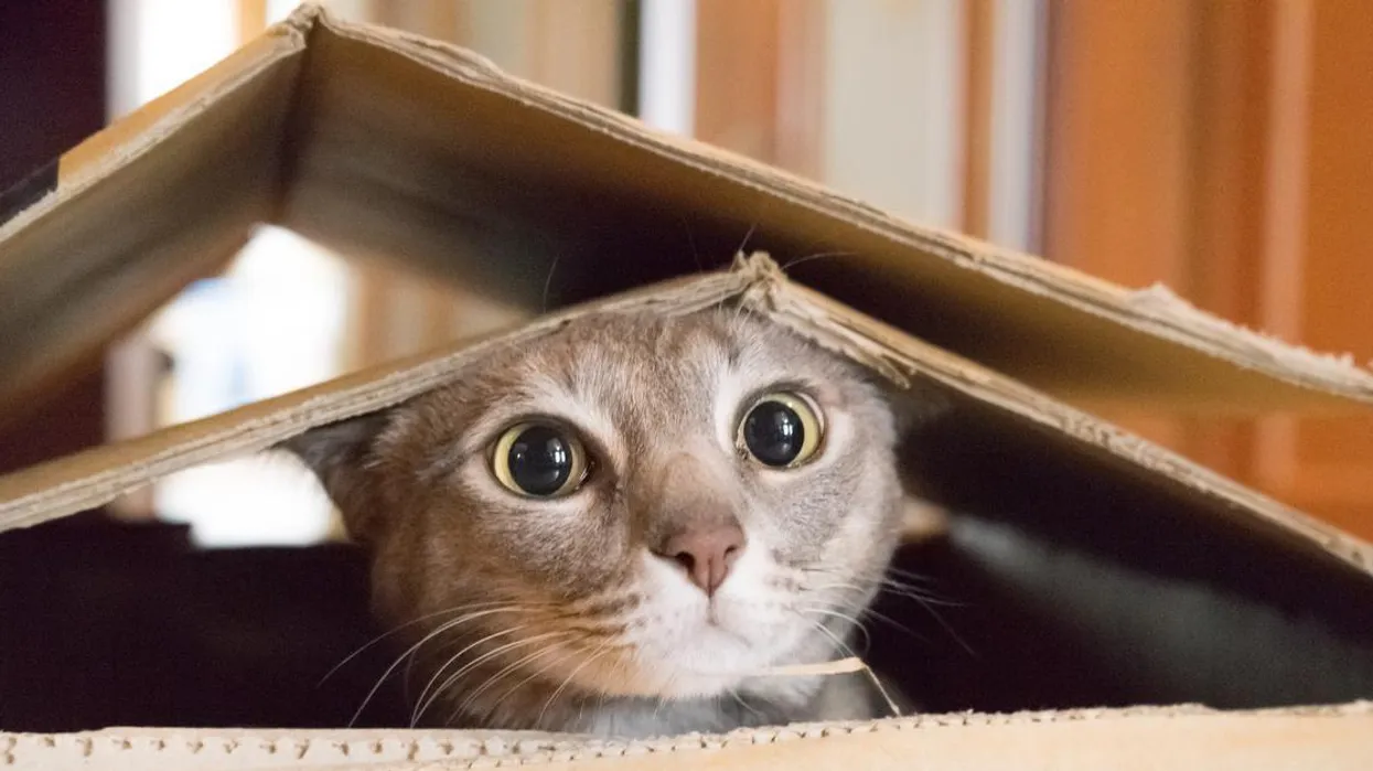 You find a box of kittens. You…